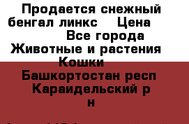 Продается снежный бенгал(линкс) › Цена ­ 25 000 - Все города Животные и растения » Кошки   . Башкортостан респ.,Караидельский р-н